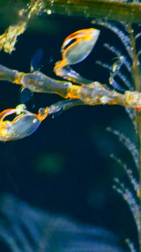 Skeleton shrimp hanging down on hydrozoan and eating Video stock 228830145