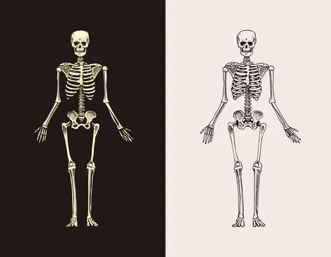 Skeleton silhouette. Human biology, anatomy illustration. engraved hand drawn in Stock Illustration