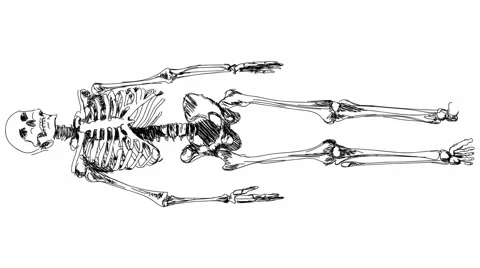 Skeleton sketch Stock Footage 1002342