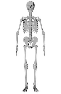 Skeleton - Sketch Stock Illustration