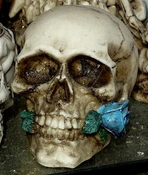 Skeleton Skull With Blue Rose Between Its Teeth Stock Photos