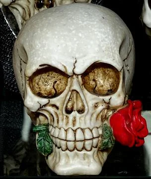 Skeleton Skull With Red Rose Between Its Teeth Stock Photos