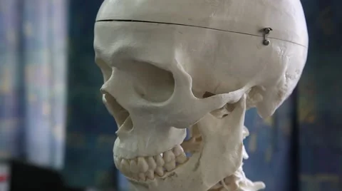 Skeleton from skull to toe 스톡 동영상 50915280