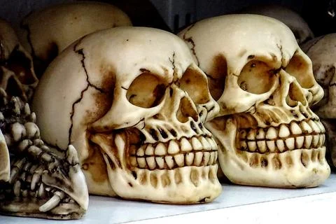 Skeleton Skulls On A Shelf Stock Photos