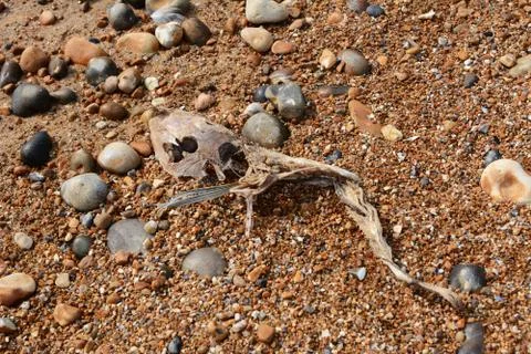 Skeleton of a smooth dogfish on a shingle beach Stock Photos