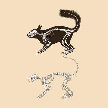 Skeleton squirrel vector illustration animal Stock Illustration
