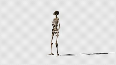 Skeleton Standing Stock Footage 322061334