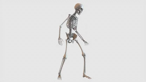 Skeleton Stood Looking Stock Footage 265086077