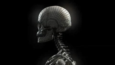 A skeleton is a structural frame that supports an animal body. Stock Illustration