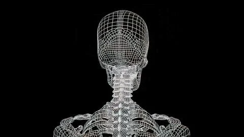 A skeleton is a structural frame that supports an animal body. Stock Illustration