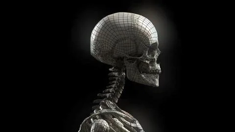 A skeleton is a structural frame that supports an animal body. Stock Illustration