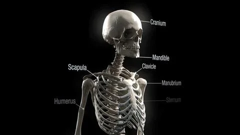 A skeleton is a structural frame that supports an animal body. Stock Illustration