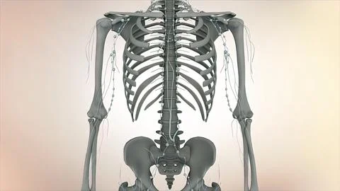 A skeleton is a structural frame that supports an animal body. Stock Illustration