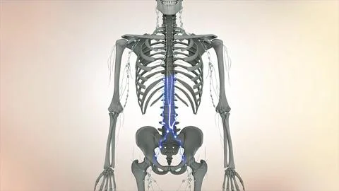 A skeleton is a structural frame that supports an animal body. Stock Illustration