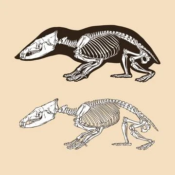 Skeleton tailless tenrec vector illustration animal Stock Illustration