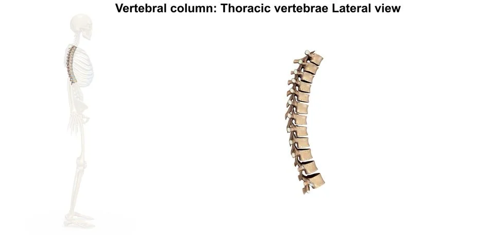 Skeleton Thoracic Spine Lateral Stock Illustration