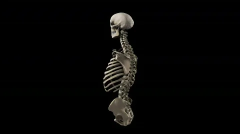 Skeleton torso and skull with alpha LOOP Video stock 441409
