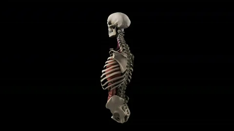 Skeleton torso with organs loop  Video stock 441117