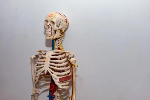 Skeleton Toy Model Stock Photos