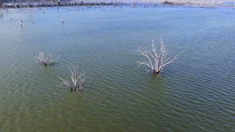 Skeleton Trees in Shallow Waters Video stock 335421523