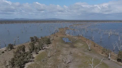 Skeleton Trees in Shallow Waters Toolondo Aerial Shot , 6K Stock Footage 335422435