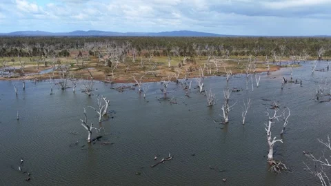 Skeleton Trees in Shallow Waters Toolondo Aerial Shot Stock Footage 335424494