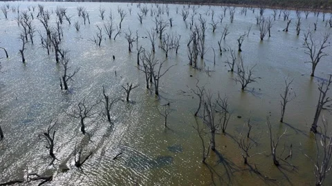 Skeleton Trees in Shallow Waters Toolondo Aerial Shot, 6K Stock Footage 335424546