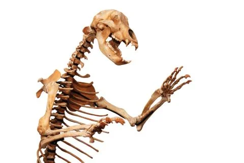 Skeleton of ursus spelaeus Stock Photos
