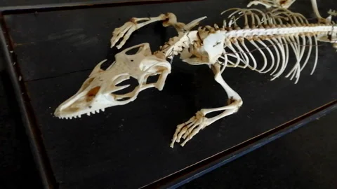 Skeleton of Varanus Stock Footage 175304234