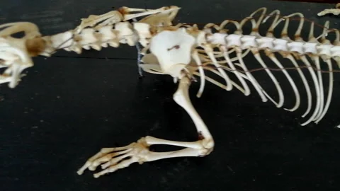 Skeleton of Varanus Stock Footage 175304236