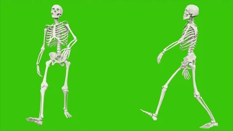 Skeleton walk. Seamless loop animation on green screen. Video stock 97523843