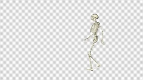 Skeleton Walk with transparent (alpha) background Stock Footage 234830836