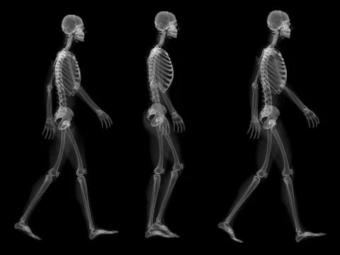 Skeleton walking, artwork Stock Illustration