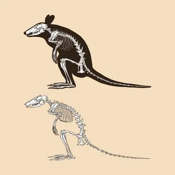 Skeleton wallaby vector illustration animal Stock Illustration
