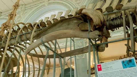 The skeleton of a whale Stock Footage 154655057