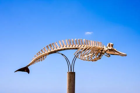 A skeleton of a whale is on a pole Stock Photos