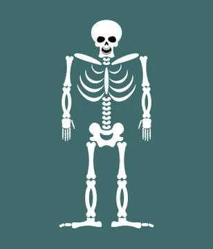 Skeleton on white background. Skull and Bones. Dead isolated Stock Illustration