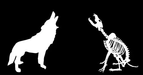 Skeleton wolf howls at the full moon vector silhouette Stock Illustration