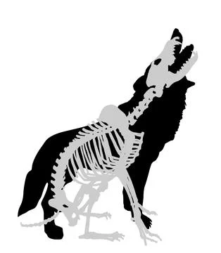 Skeleton wolf howls at the full moon vector silhouette Stock Illustration