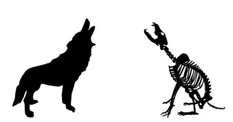 Skeleton wolf howls at the full moon vector silhouette Stock Illustration