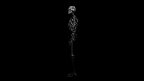 Skeleton, x-ray, bones in body Illustrazione stock
