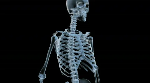Skeleton x-ray scan rotation Video stock 777236