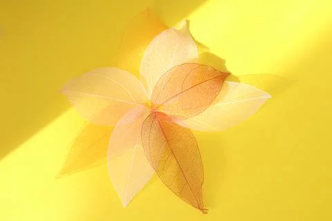 Skeleton of Yellow Leaf Set. skeletonized leaf on a yellow background. A group Stock Photos