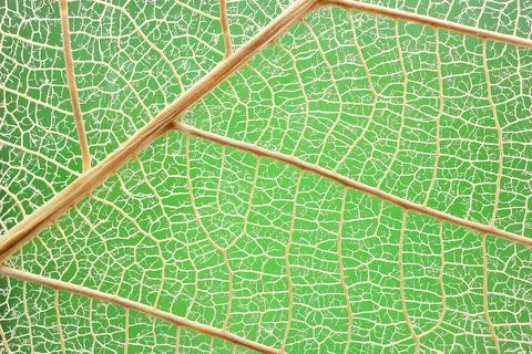 Skeletonized leaves on green background. Stock Photos