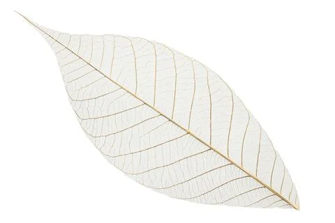 Skeletonized leaves isolated on white background with clipping path. Stock Photos