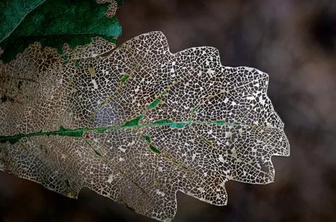 Skeletonized Oak Leaf Vein Network Macro Stock Photos