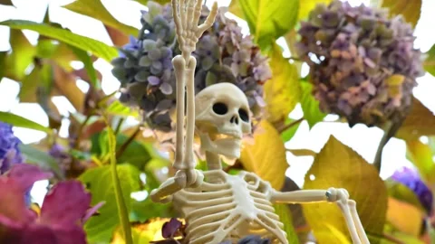 Skeletons in hydrangea flowers.White skeleton decoration in autumn flowers Stock Footage 308653909