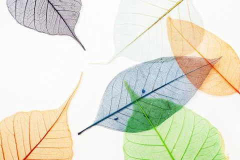 Skeletons of leaves Foto stock