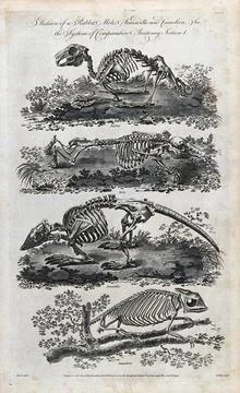 The skeletons of a rabbit, a mole, an armadillo and a chameleon. Engraving .. Stock Illustration