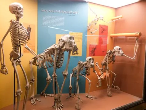 Skeletons showing evolution Stock Photos